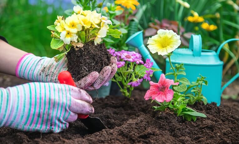 přesazování rostlin na zahradě